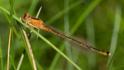 Ischnura pumilio (Scarce Blue-tailed Damselfly) female 3.jpg